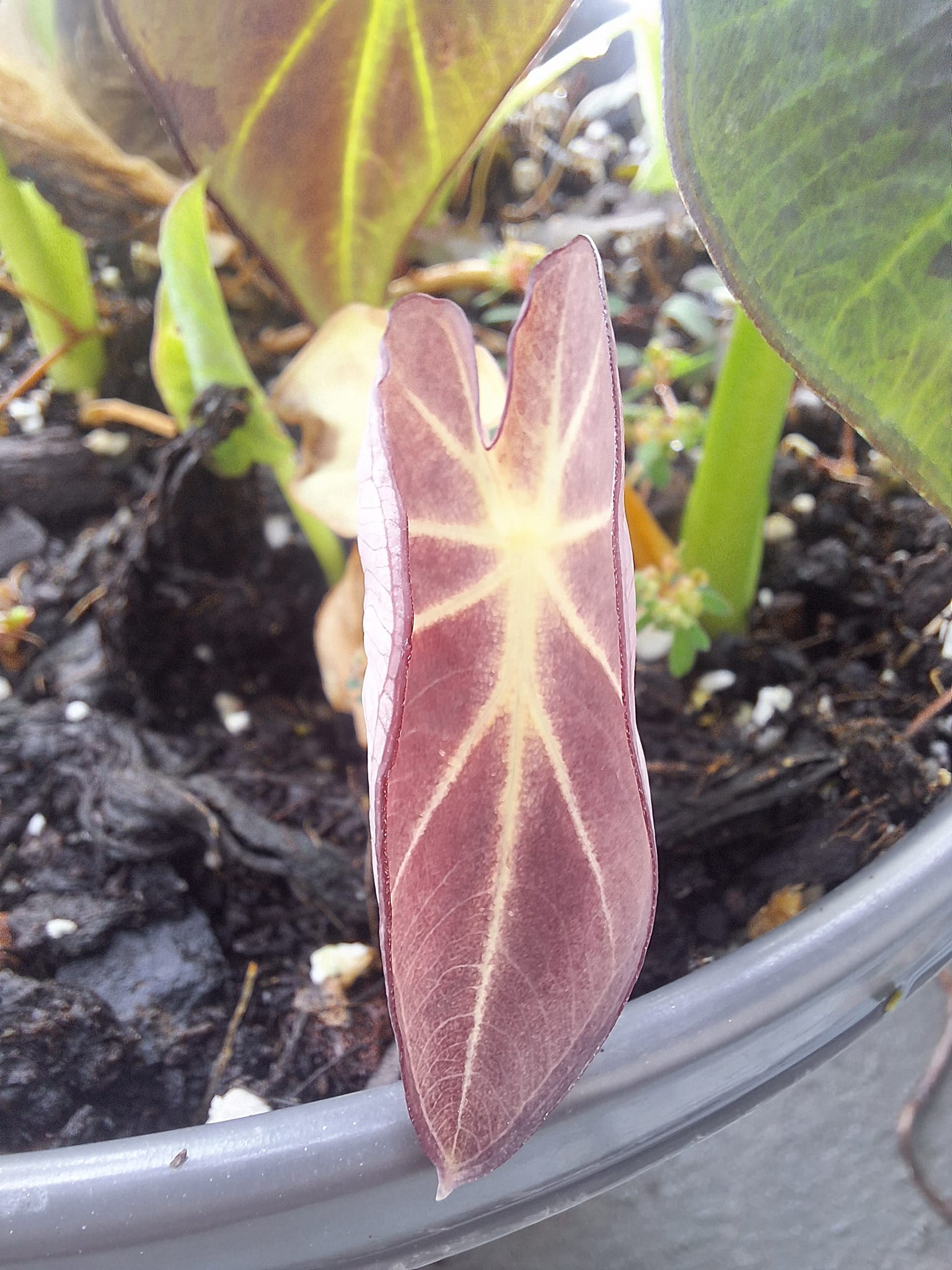 Colocasia Daybreak